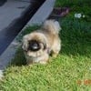 Gizmo T.